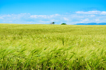 Green meadow under a blue sky - 744155734