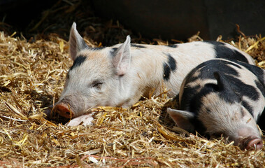Two cute and adorable baby piglets asleep in the sunshine while lying down on yellow straw.