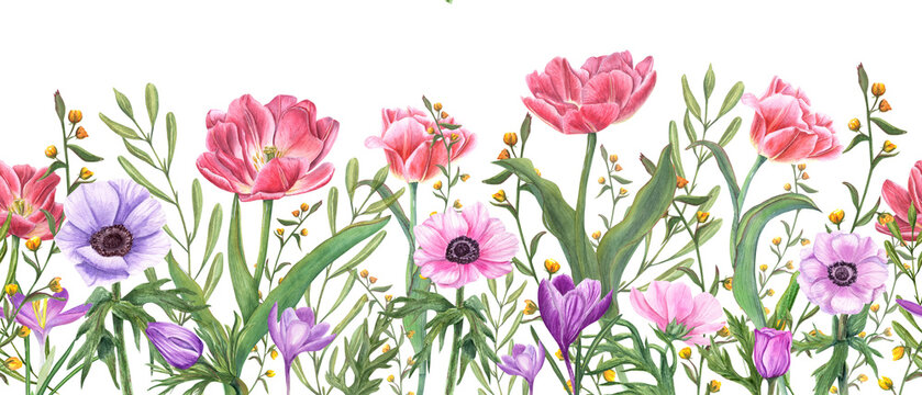 Seamless border with spring flowers and plants. Pink double tulips, multicolored anemones, crocuses and wild yellow flowers. Watercolor floral illustration. Modern realistic drawing.