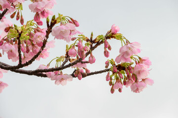 まだ寒さが厳しい2月、早咲きの河津桜が咲き始める。春の気配を感じる神戸の灘浜。