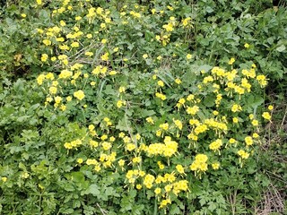 A field of yellow flowers