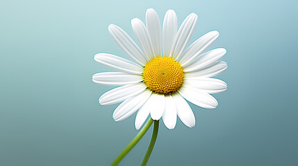 Daisy flower background, spring nature background