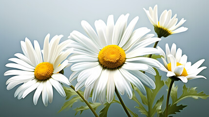 Naklejka premium White daisy flower with soft focus and bokeh background