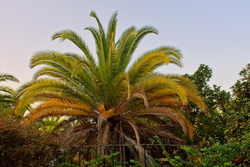 Low angle view of palm trees against the sky