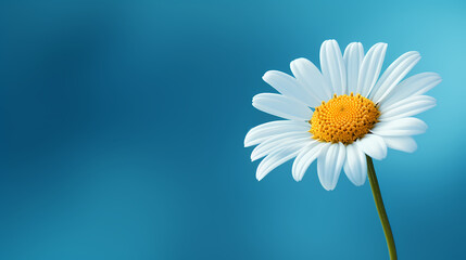 Naklejka premium White daisy flower with soft focus and bokeh background