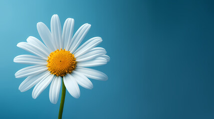 White daisy flower with soft focus and bokeh background