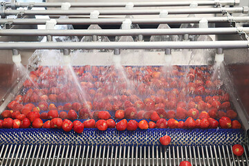Washing strawberry at factory with automatic machine