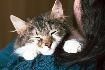 Portrait of sweet sleepy cat, close up