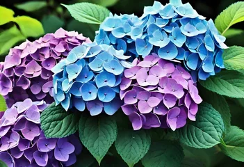 Rolgordijnen blue hydrangea flower © Sana
