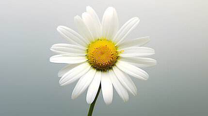 White daisy flower with soft focus and bokeh background