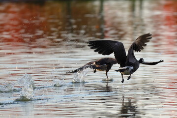 Geese taking off