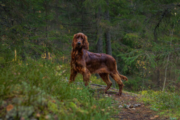 Irish setter on the hunt. Hunting dog in the forest. Hunting with a dog in autumn.