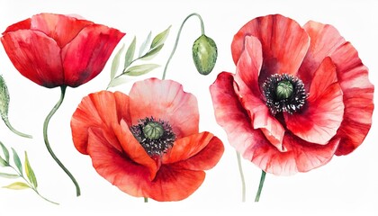 watercolor red flowers set poppy flower painting floral decor for greeting card wedding invitation - obrazy, fototapety, plakaty