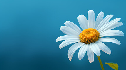 Illustration of simple daisy