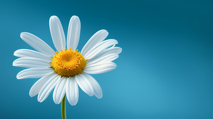 Illustration of simple daisy