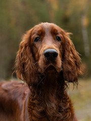 Irish setter on the hunt. Hunting dog in the forest. Hunting with a dog in autumn.