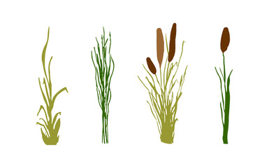 Image of a green reed,grass or bulrush on a white background.Isolated vector drawing.Black grass graphic silhouette.