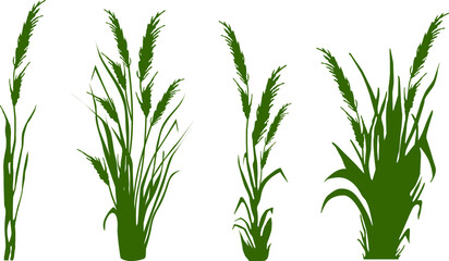 Fototapeta premium Image of a green reed,grass or bulrush on a white background.Isolated vector drawing.Black grass graphic silhouette.