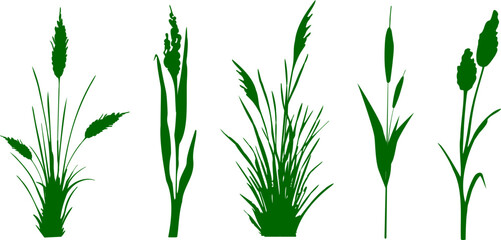 Image of a green reed,grass or bulrush on a white background.Isolated vector drawing.Black grass graphic silhouette. - obrazy, fototapety, plakaty