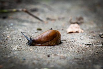 Nackschnecke