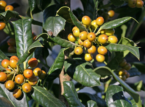 Ilex 'Nellie R. Stevens' fruits