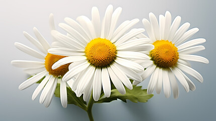 Naklejka premium Daisy flower background, ecology and healthy environment concept