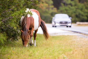 A wild pony grazing by the road at Assateague Island, Maryland