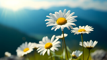 Daisy flower background, ecology and healthy environment concept