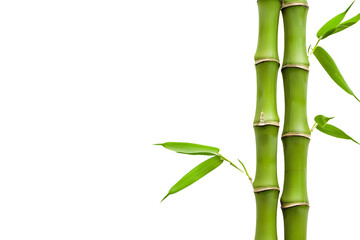Three Bamboo Stems with Leaves - Isolated on White Transparent Background
