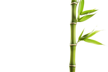 Fototapeta na wymiar Bamboo Stalk with Leaves - Isolated on White Transparent Background