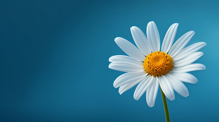 Daisy flower background, ecology and healthy environment concept