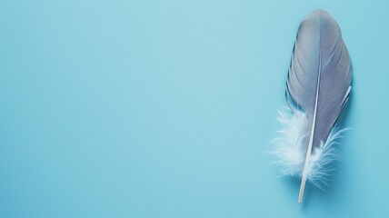 A single gray feather against a blue background