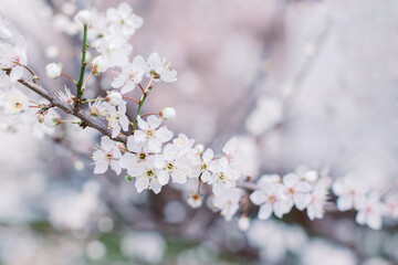 Beautiful branch with white blossom in a spring garden.