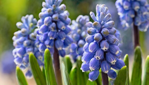 blue pearl hyacinth