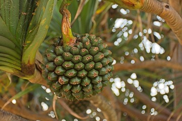close up view  of a palm tree with pine cones