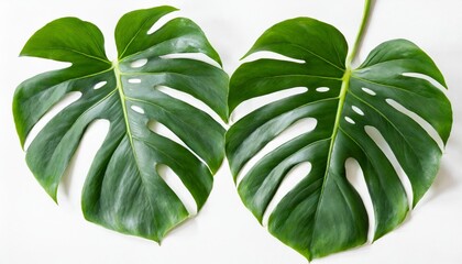two monstera plant leaves the tropical evergreen vine top view flat lay isolated on white background