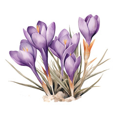 purple crocus flowers watercolor spring flowers Crocus Sativus early bloomer blossom Generative AI - 744174738