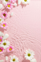 Spring's serene palette: tranquil flowers afloat. Top view vertical shot of white and pink chrysanthemums and white stones on gentle aqua water pink background with space for promo or personal message