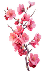 Japanese quince flowers on branch, chaenomeles japonica pink flowers, Japanese style watercolour Generative AI - 744174941
