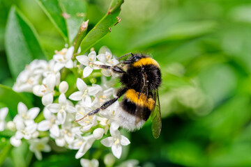 Bumblebee pollinating white flower - 744174945