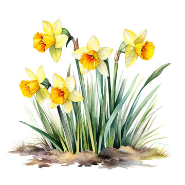 a group of white daffodils with yellow centres watercolor generative AI