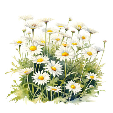 white Matricaria chamomilla flowers (chamomile, kamilla, scented mayweed, whig plant, mother's daisy) watercolour Generative AI