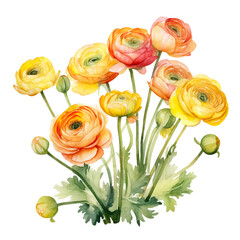 ranunculus flowers watercolor ai generated - 744175125