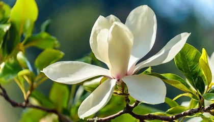 Fototapeten beautiful blooming white magnolia flower © Bryson