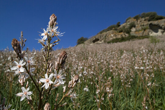 Field of asphodels and basaltic spur in the Logudoro-Meilogu in Banari, (SS). Sardinia. Italy