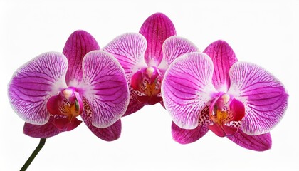 pink orchids flowers isolated