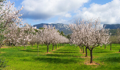 Serene Orchard of Blooming Almond Trees with Mountainous Landscape in Spring