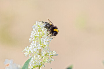 Bumblebee pollinating white flower - 744181928