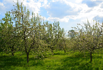 Apple blossoming garden in Kolomenskoye Nature Reserve Park. Beautiful spring landscape.
