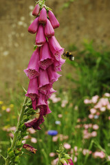 Bumblebee approaching foxglove